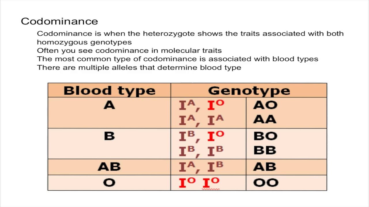 Multiple Alleles And Codominance Worksheet