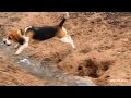 Skyview's Beagles EZ Duz It Solo Rabbit Hunt Dec 29th 2014