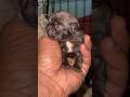 FRENCHIE UPDATE: 10days in, eyes are opening up.  #frenchie #bulldog #frenchbulldog  #pups #puppies