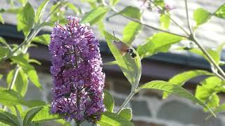 Hummingbird Hawk Moth on Purple Buddleia