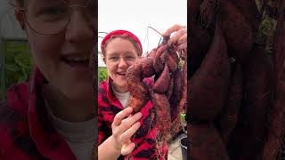 Sweet Potato Haul