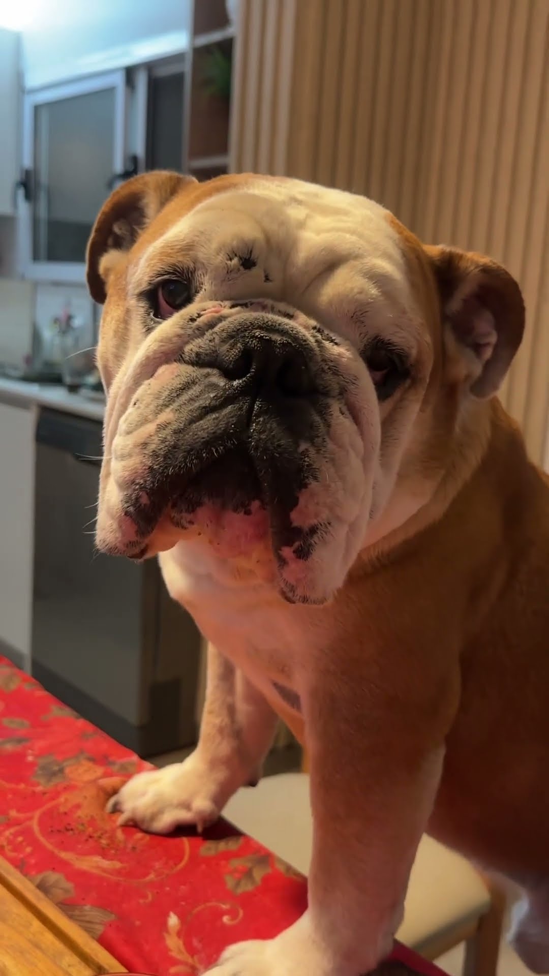 MI PERRA CUIDANDO LA COMIDA??