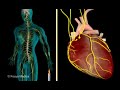 The nervous system   Fundamentals of Biology