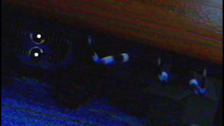 There's something under my bed...