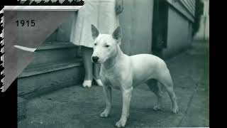 Bull Terrier History Behind the Breed