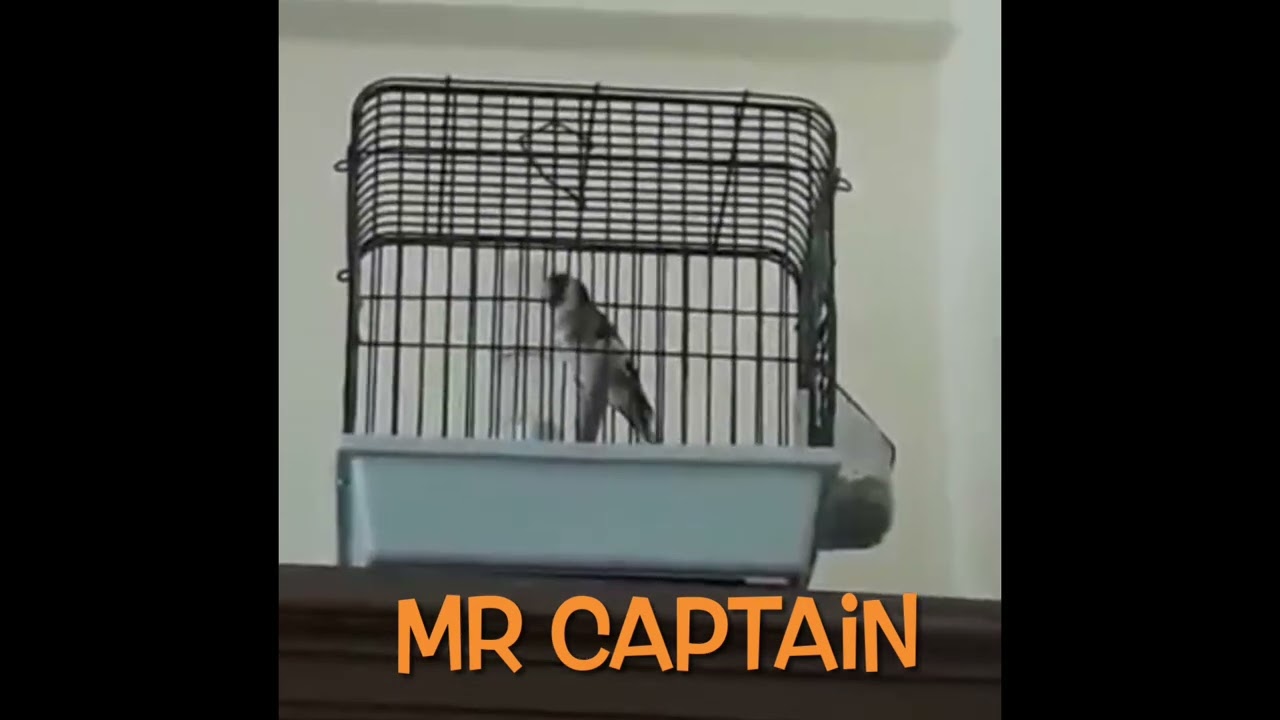 Saka kuşu Sesi /jilguero / goldfinch