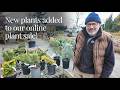 New Plants Added To Our Online Plant Sale