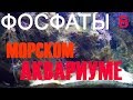 фосфаты в морском аквариуме | как снизить фосфаты в аквариуме | фосфаты в аквариуме