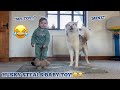 Giant Husky Puppy STEALS Babies New Dog!😂. [BABY IS NOT HAPPY!!]