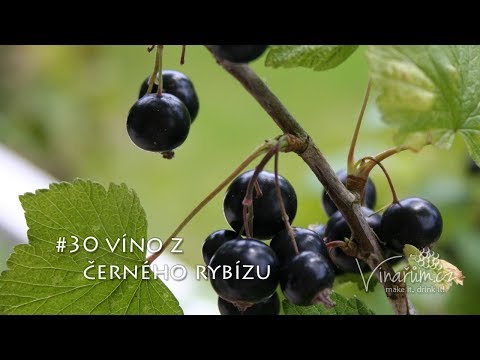 Video: Černý Rybíz, červený Rybíz (bílý), Zlatý Rybíz A Krvavě červený