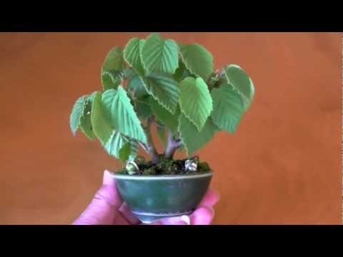 トサミズキd 土佐水木 盆栽 Corylopsis Spicata Bonsai Youtube