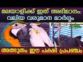 This amazing bird universe is a great source of income | Doha Pet Farm | Haritham Sundaram | EPI 307