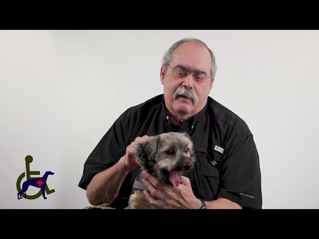 Service Dogs 4 Servicemen Testimonial Peter & AsLi