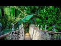 Green nature  just for you instrumental relaxing music
