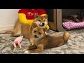柴の仲が良いとはこういう事