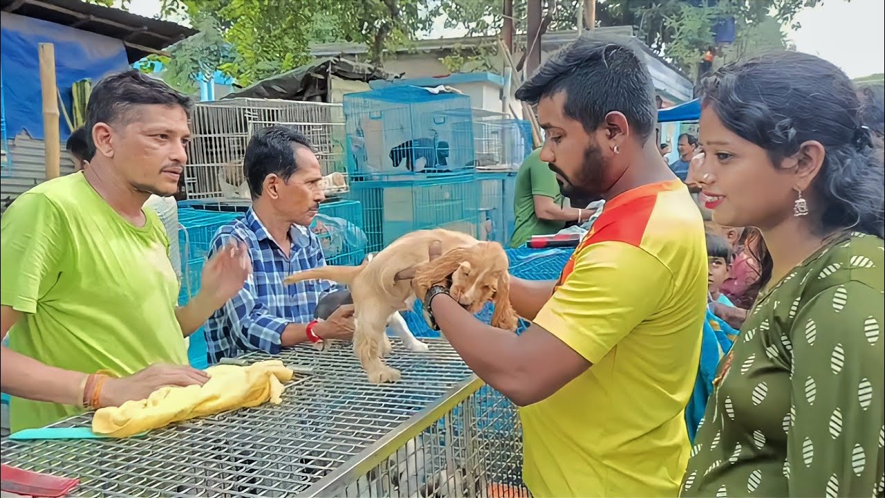 galiff street pet market kolkata largest pet market cheapest pet market Dogs Dog Market