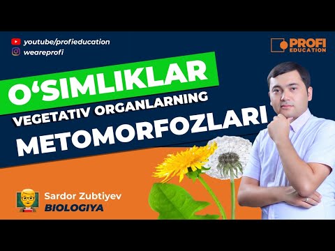 Video: O'simlik Ildizining Vazifalari Nimadan Iborat