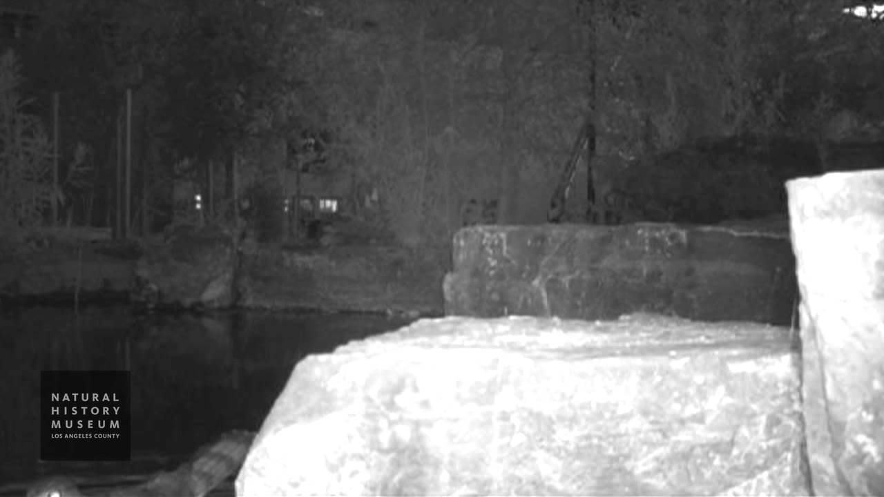 camera traps cc Cooper's Hawk At NHM Wildlife Gardens