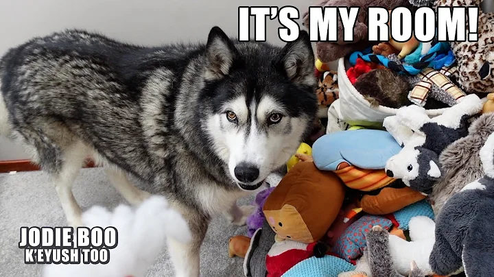 My Husky Will NOT Let Me Clean His Room!