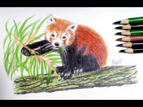 picture How To Draw A Red Panda Youtube youtube