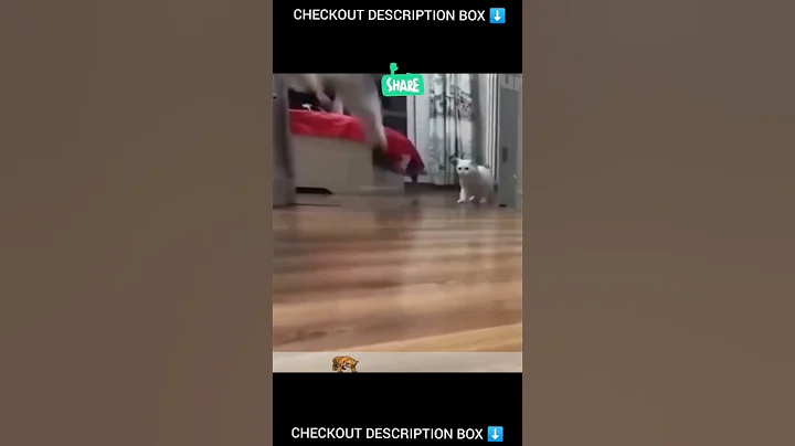 Watch the video about #shorts Funny cat Videos| funny cat reaction |cat videos |Animals villa