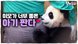 (SUB)[오와둥둥] ep.2 “임오는 내꾸야!” 이모만 보면 달려드는 루이후이와 오바오의 퇴근전쟁🐼🐼│Panda World