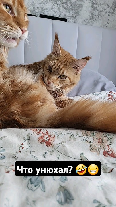 Котокровать ️ - YouTube