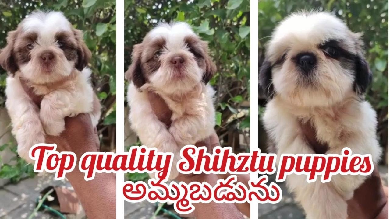 Shihtzu puppy for sale9515386628warangaldog market in warangal YouTube