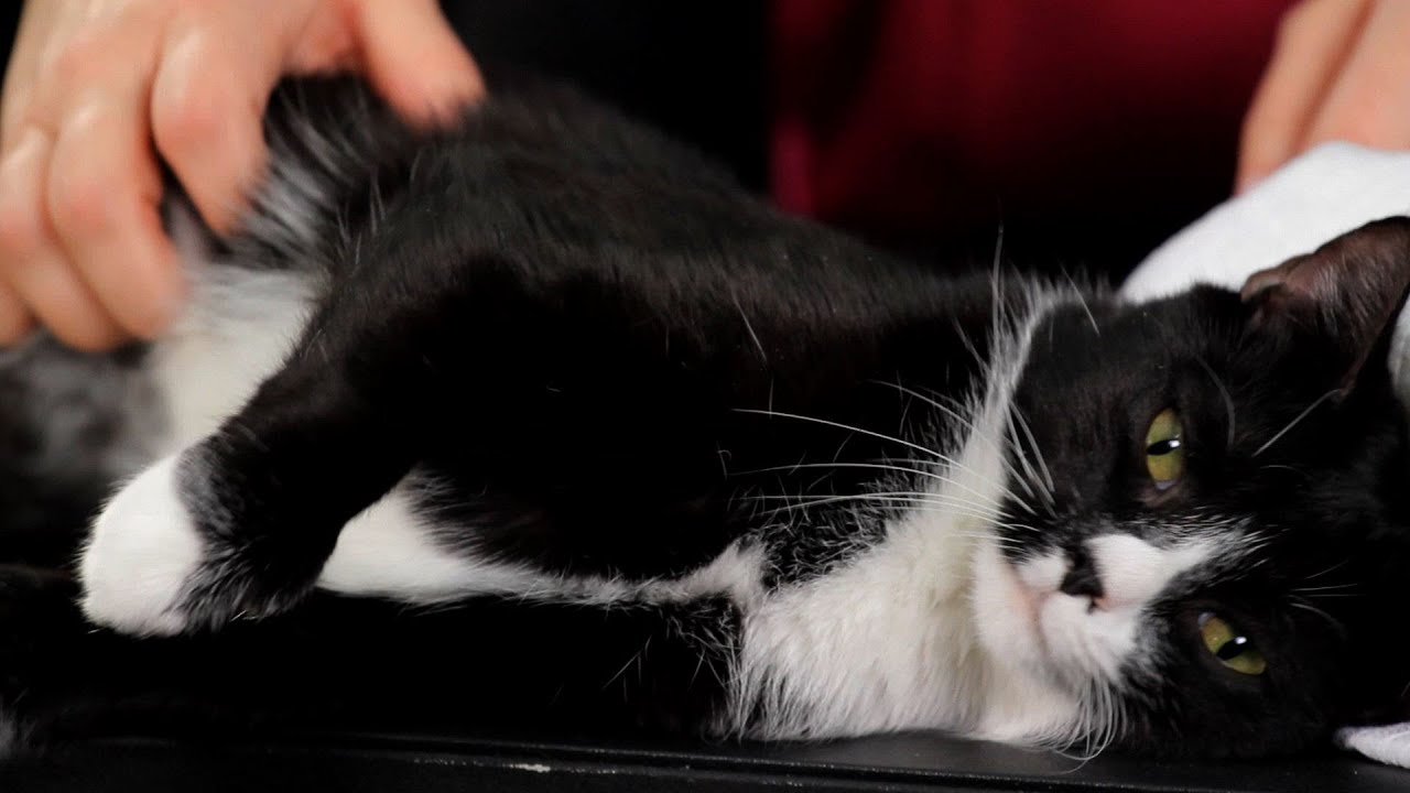 How To Pet Or Massage Your Cat Cat Care YouTube