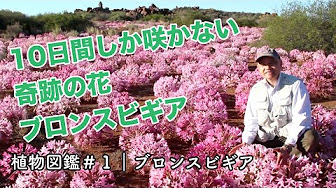 植物図鑑 Plant Book Youtube