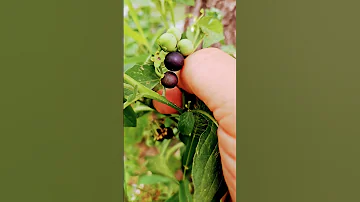 까마중 