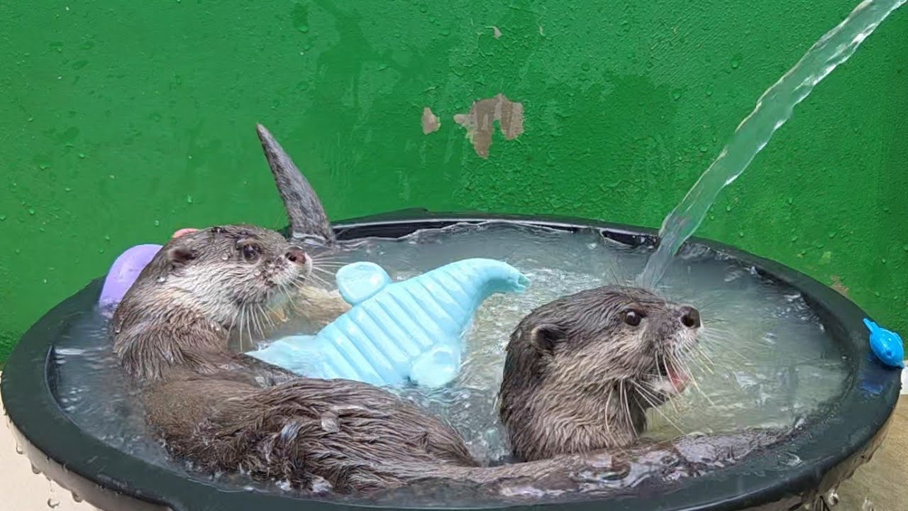 Mandi sambil bermain memang menyenangkan ll Bathing while playing is fun