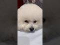 Cục bông đáng yêu quá trời 😍 | This Fluffy Ball Is Just Too Adorable #shorts #bichon #bichonfrise