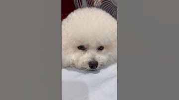 Cục bông đáng yêu quá trời 😍 | This Fluffy Ball Is Just Too Adorable #shorts #bichon #bichonfrise