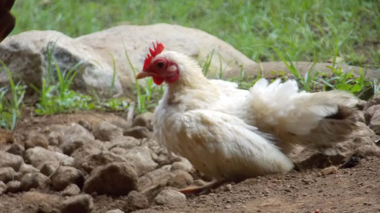 Machy//ayam serama 