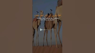 أَفَلَا يَنظُرُونَ إِلَى الْإِبِلِ كَيْفَ خُلِقَتْ♥️🌧#الله #قرآن#تلاوة_خاشعة#حالات#إبداع
