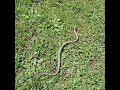 He's really pissed! #eriepennsylvania #snake #spring