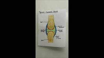 Synovial Joints