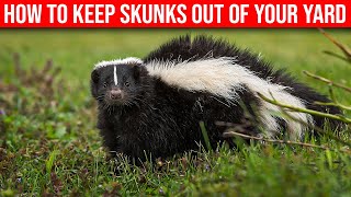 How To Keep Skunks Off Your Yard (Quick & Easy)