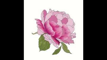 Time-lapse video of peony in procreate #timelapsevideo #procreate