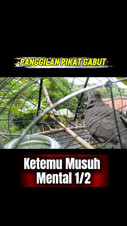 PANGGILAN PIKAT GABUT 😂