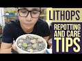 Lithops Succulents - Paano Magtanim At Mag-alaga For Beginners