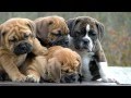Puppy Sounds with Puppy Pictures