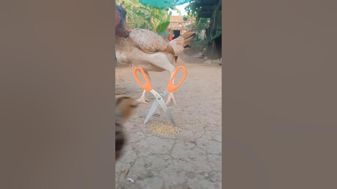 trap chicken subscribe viral animals chicken trap YouTube