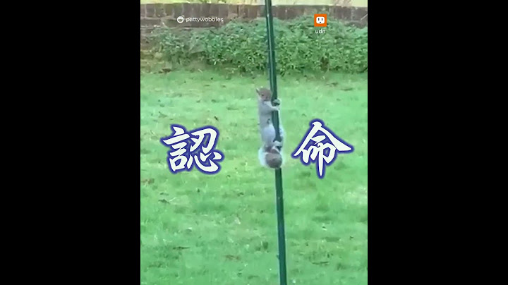 餵鳥器抹油爬不上！貪吃松鼠心死滑落｜動物｜搞笑 - 天天要聞
