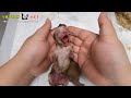 Baby newborn puppy crying loudly after revived from the VET – Saving puppy