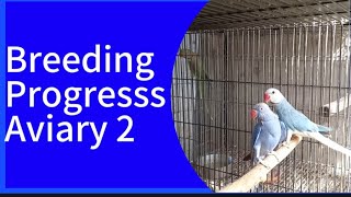 Breeding progress at our Second Ringneck Parrots aviary