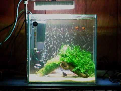 熱帯魚癒しの小型水槽vol 1 Tropical Fish Aquarium Healing Led Light Youtube