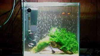 熱帯魚 かっこいい 魚まとめ Youtube