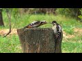 Дятел кормит птенцов #woodpecker